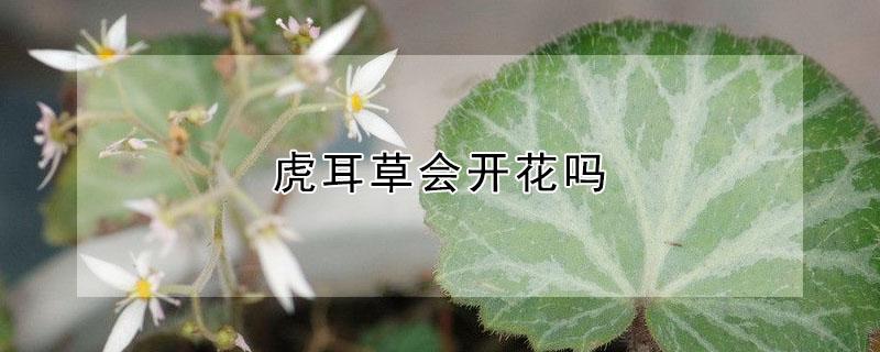 虎耳草会开花吗（虎耳草开花之后会死吗）