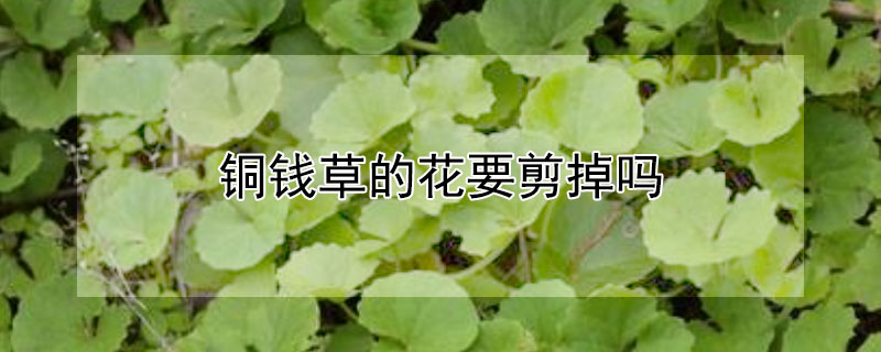 铜钱草的花要剪掉吗