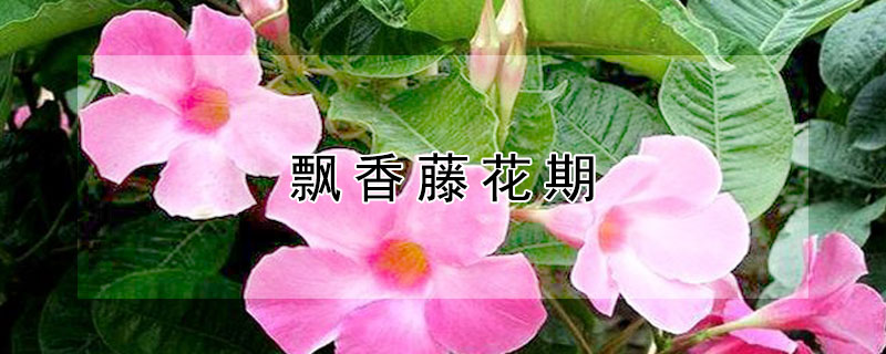 飘香藤花期