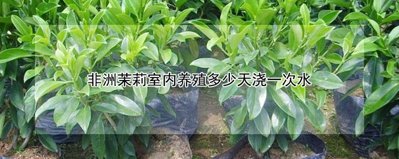 非洲茉莉室内养殖多少天浇一次水