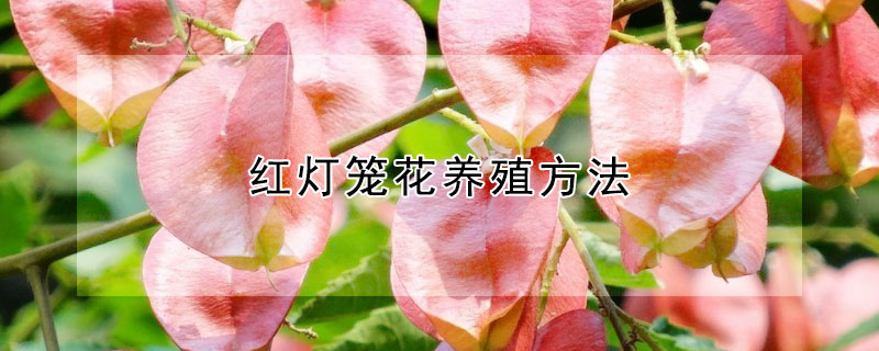 红灯笼花养殖方法