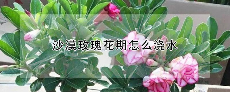 沙漠玫瑰花期怎么浇水