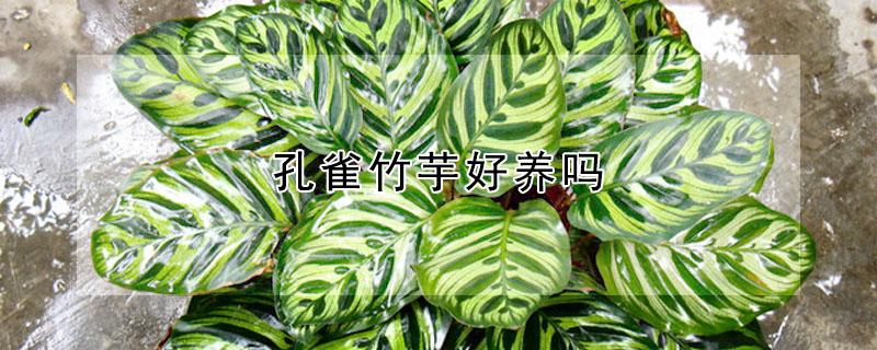 孔雀竹芋好养吗