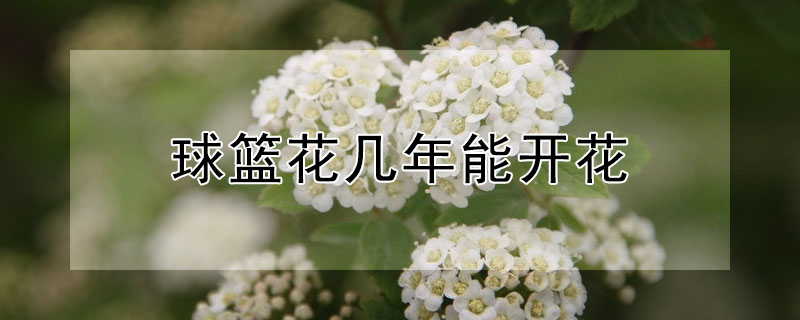 球篮花几年能开花（球兰花多久开一次）