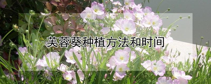 芙蓉葵种植方法和时间