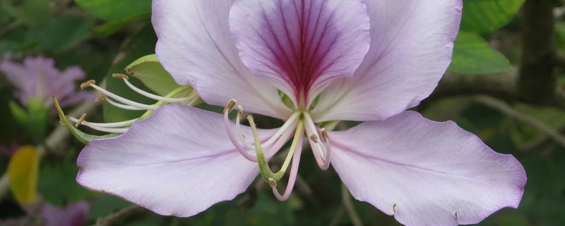 紫荆花什么季节移栽