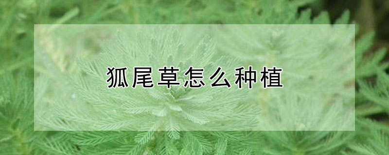 狐尾草怎么种植