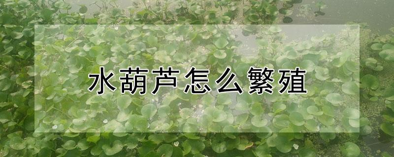 水葫芦怎么繁殖