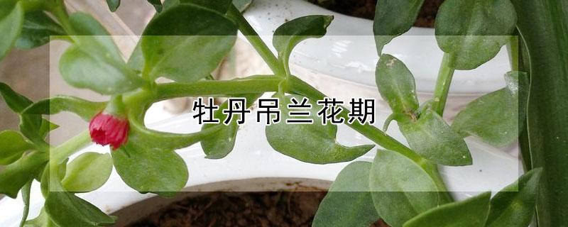 牡丹吊兰花期