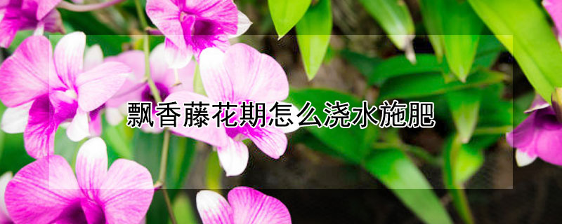 飘香藤花期怎么浇水施肥