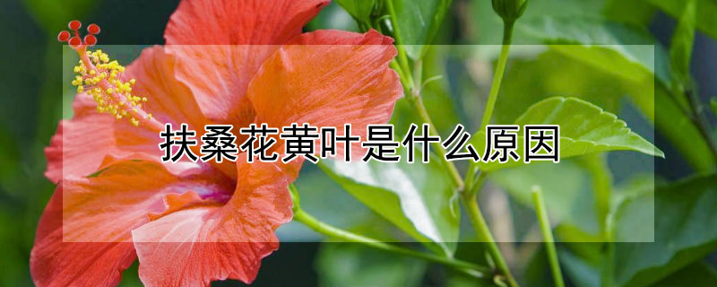 扶桑花黄叶是什么原因