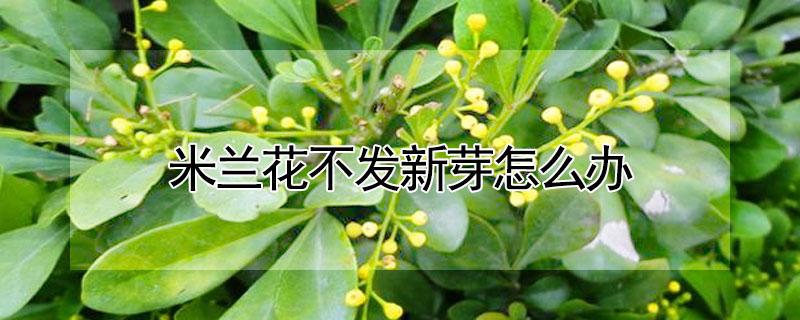 米兰花不发新芽怎么办（米兰不发芽是怎么回事）