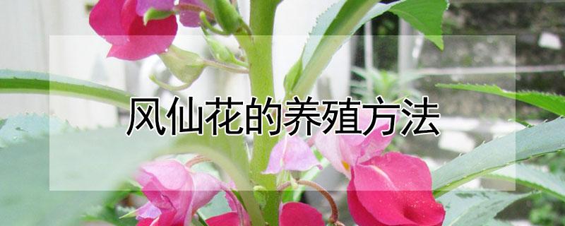 风仙花的养殖方法