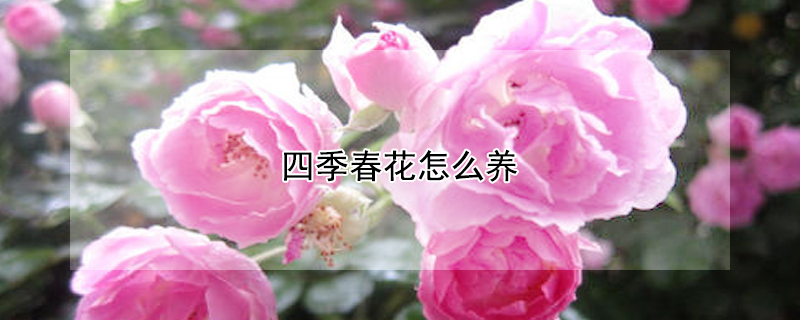 四季春花怎么养