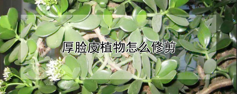 厚脸皮植物怎么修剪