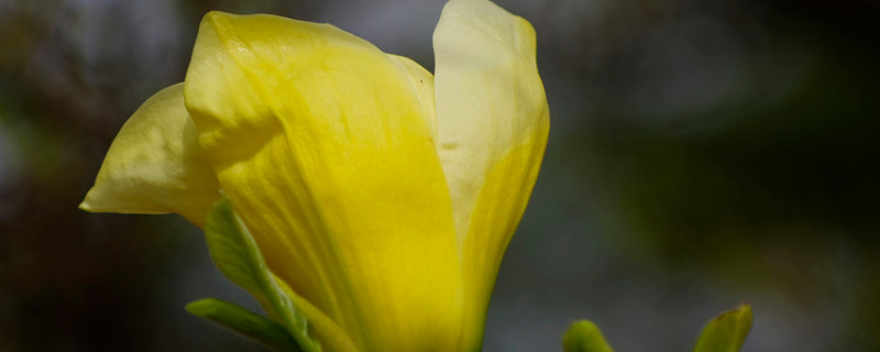 黄玉兰花怎么种 黄花玉兰介绍