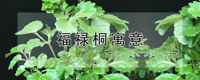 福禄桐寓意