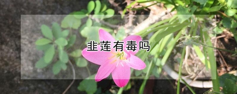 韭莲有毒吗