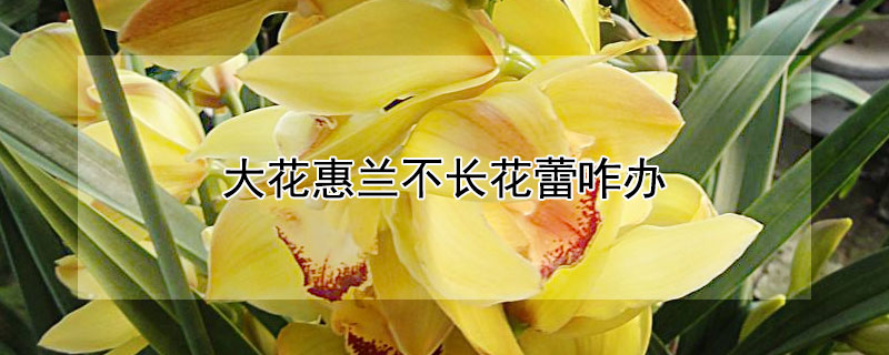 大花惠兰不长花蕾咋办