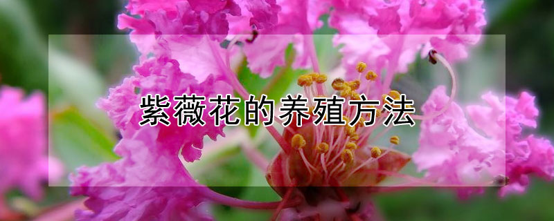 紫薇花的养殖方法