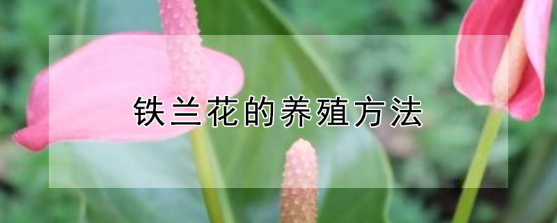 铁兰花的养殖方法