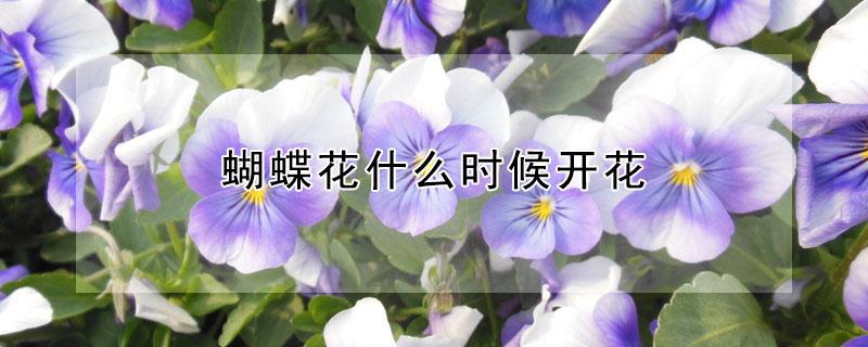 蝴蝶花什么时候开花 蝴蝶花什么时候开花一天之内