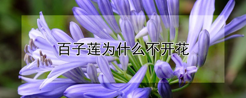 百子莲为什么不开花（百子莲花能开多久）