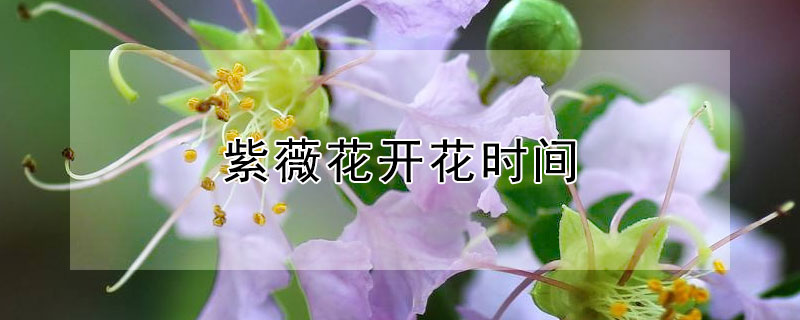 紫薇花开花时间