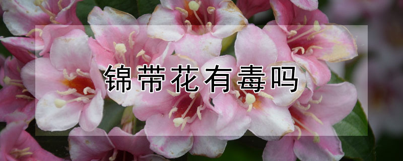 锦带花有毒吗