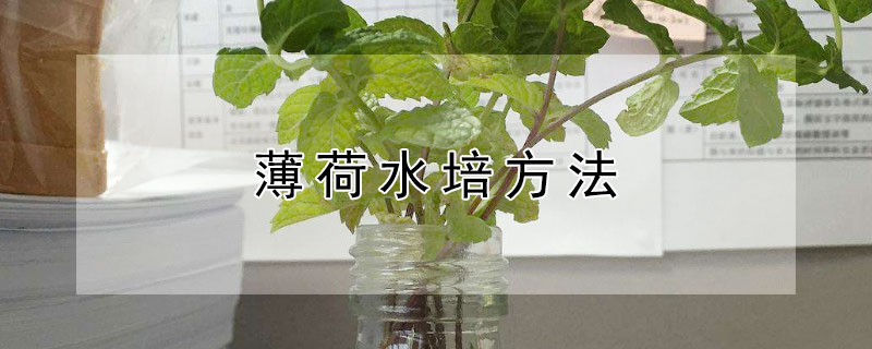 薄荷水培方法