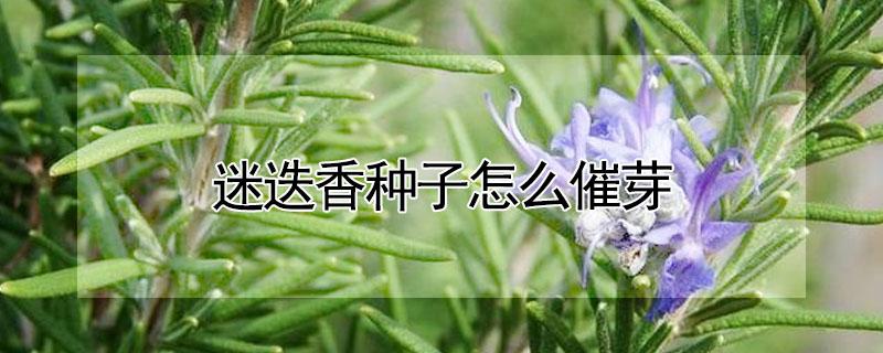 迷迭香种子怎么催芽