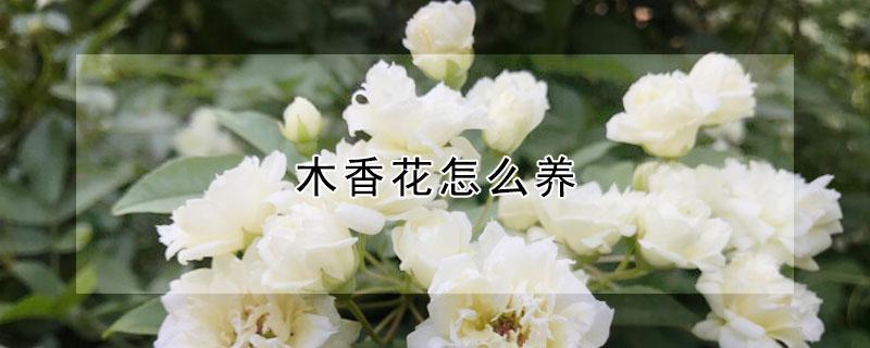 木香花怎么养