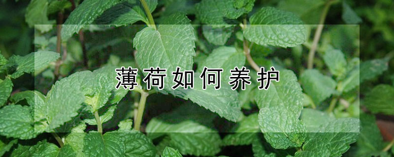 薄荷如何养护