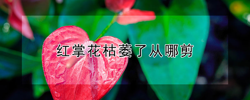 红掌花枯萎了从哪剪