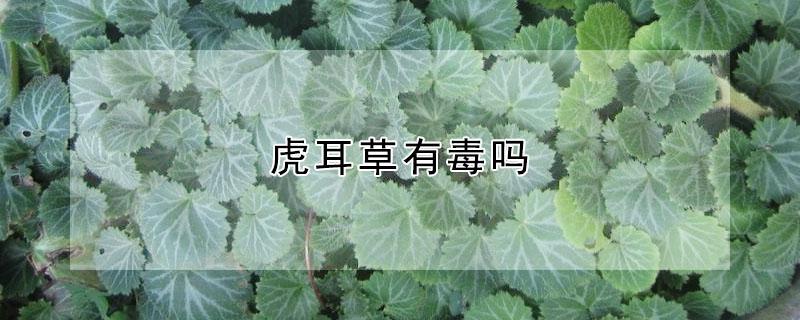 虎耳草有毒吗（虎耳草有副作用吗）