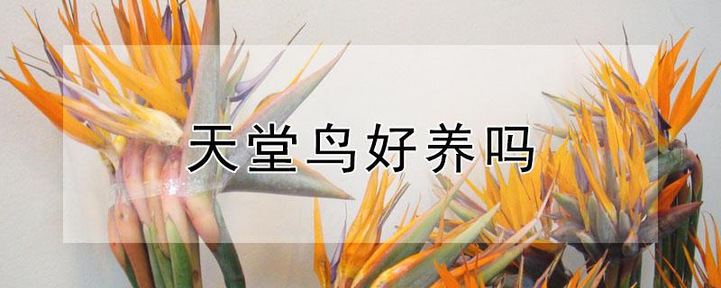 天堂鸟好养吗