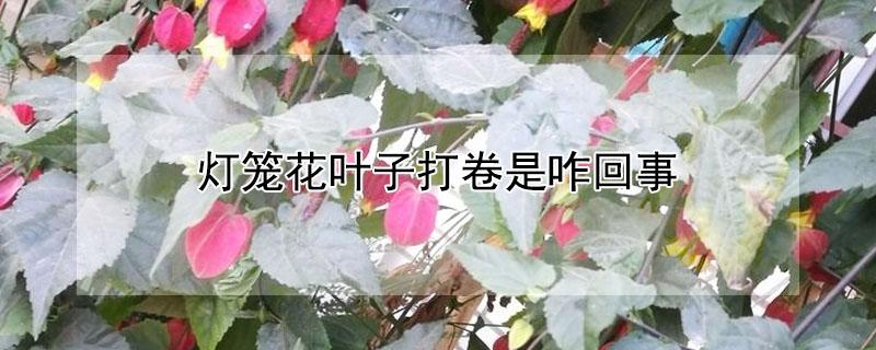 灯笼花叶子打卷是咋回事