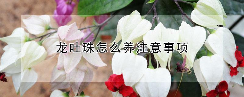 龙吐珠怎么养注意事项