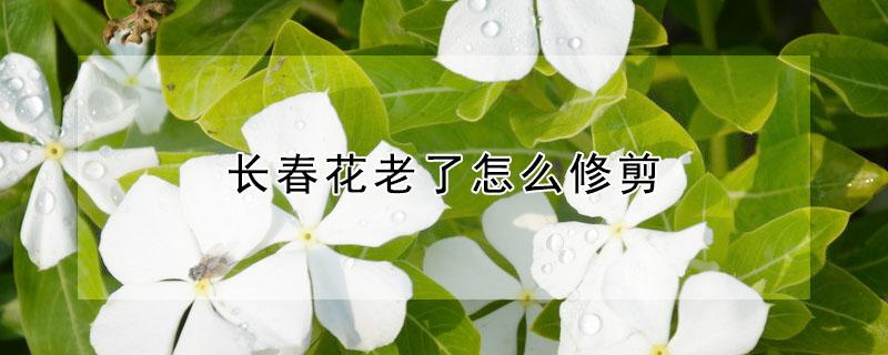 长春花老了怎么修剪