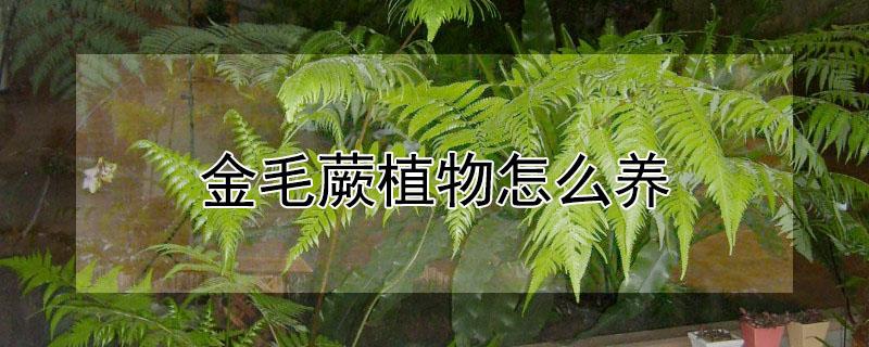 金毛蕨植物怎么养