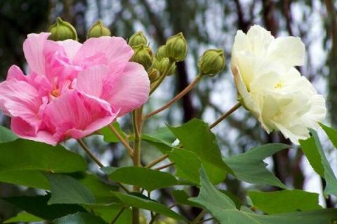 夏天鲜花养护要点