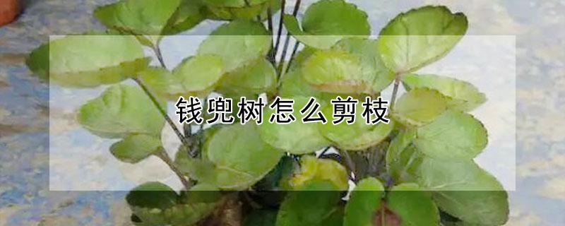 钱兜树怎么剪枝 金钱树怎么修剪