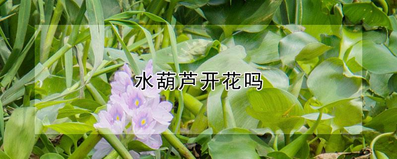 水葫芦开花吗