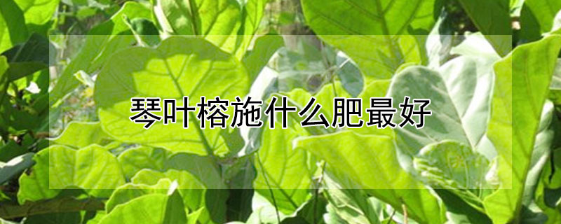 琴叶榕施什么肥最好