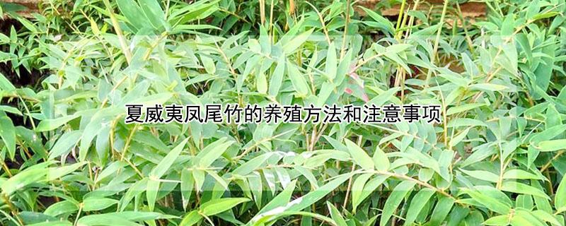 夏威夷凤尾竹的养殖方法和注意事项