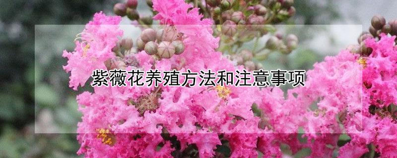 紫薇花养殖方法和注意事项