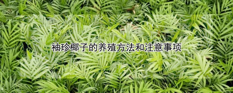 袖珍椰子的养殖方法和注意事项