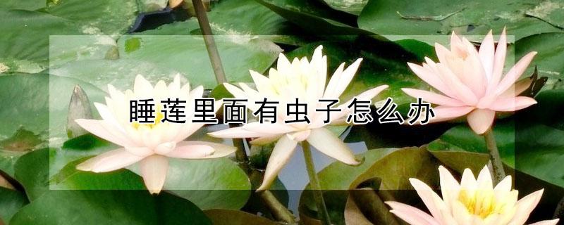 睡莲里面有虫子怎么办