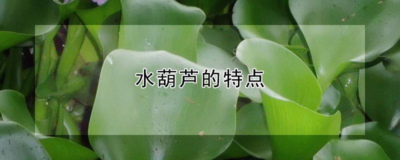 水葫芦的特点