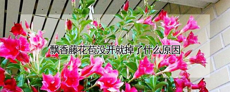 飘香藤花苞没开就掉了什么原因